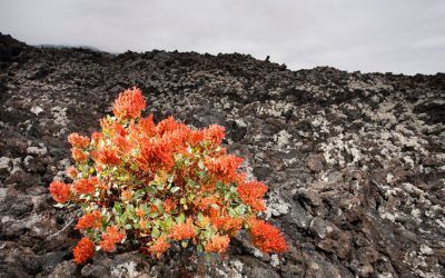 Vida entre Lava – UNA IMAGEN Y MIL PALABRAS