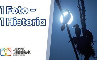 1 FOTO – 1 HISTORIA: Cormoranes y la Luna