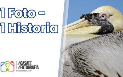 1 FOTO – 1 HISTORIA: Una Parada por los Pelícanos